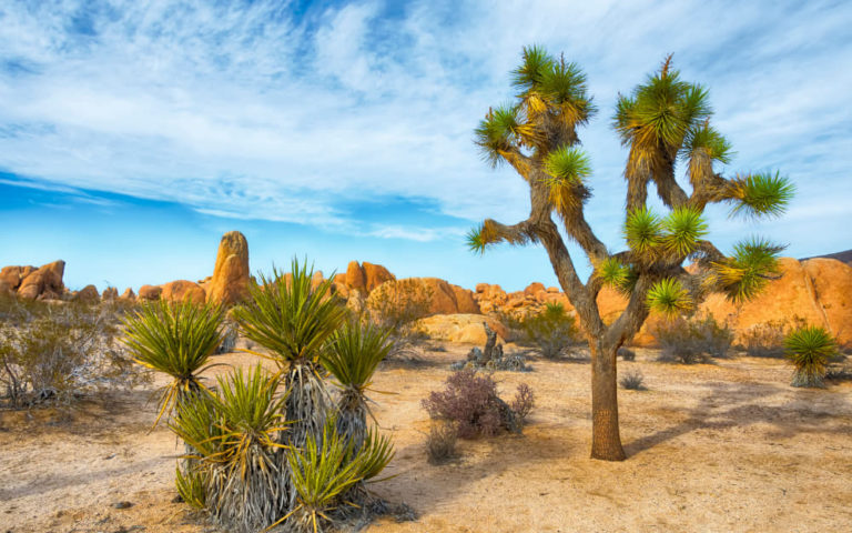 Joshua Tree Glamping Experiences © Image Courtesy of Dreamframer from Getty Images Pro by Canva