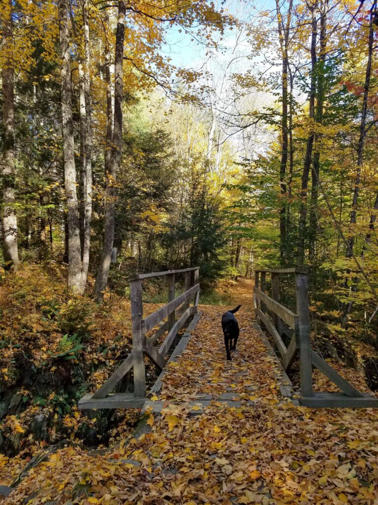 A serene autumn scene with a dog walking on a leaf-covered bridge in Vermont's colorful forest