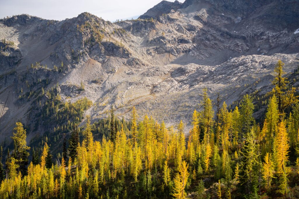 Golden larch trees in Washington's mountainous wilderness during autumn