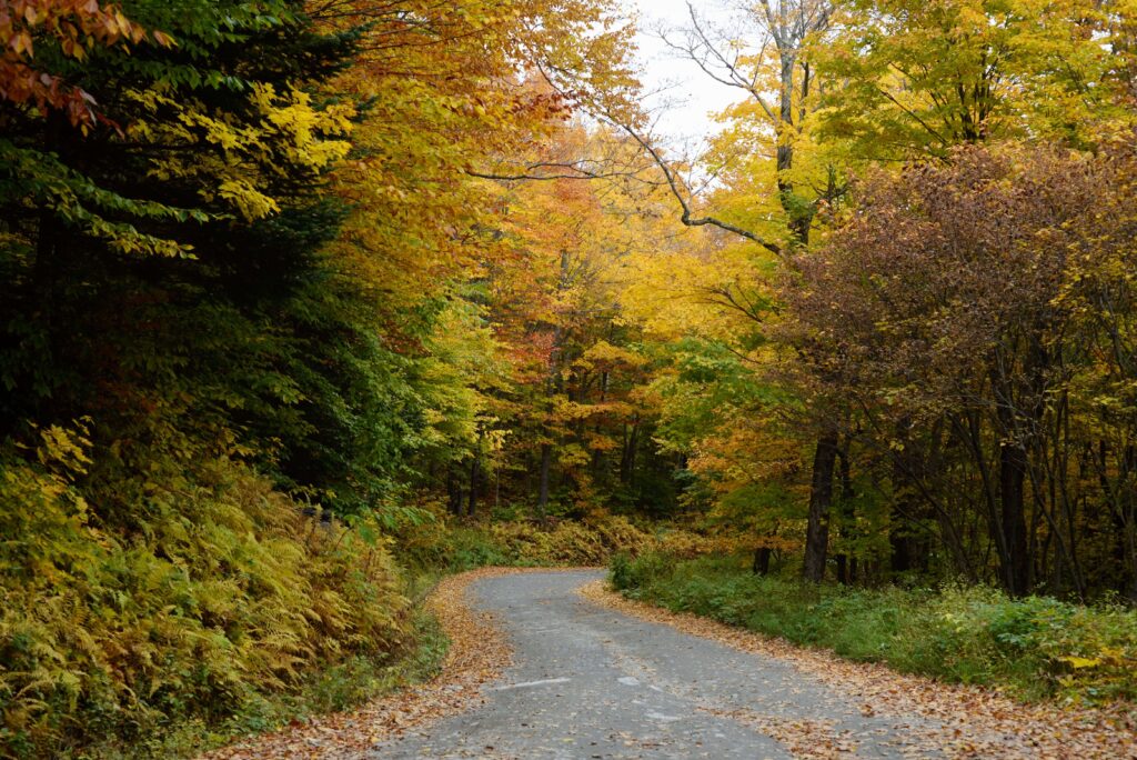 Picturesque autumn pathway winding through colorful Vermont forest, showcasing vibrant fall foliage