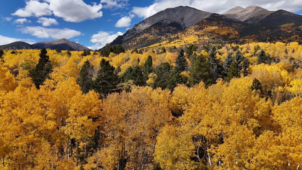 Stunning view of golden aspen trees against mountain backdrop in Colorado's fall season